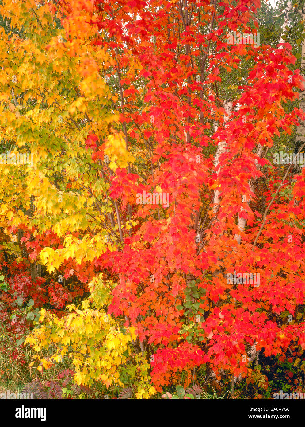 Maples at Rainy Lake, Voyaguer National Park MInnesota Stock Photo