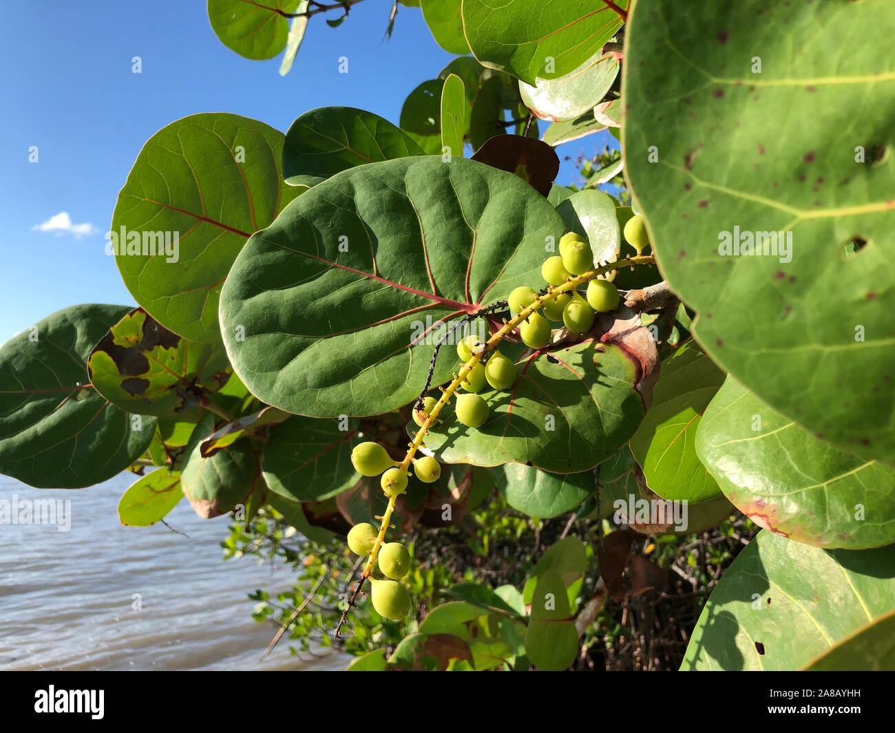 Coccoloba uvifera - Sea grape plant on beach Stock Photo