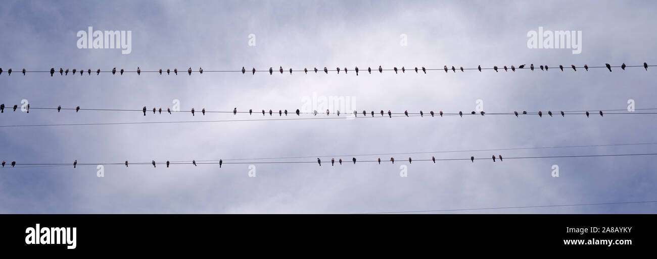 USA, California, Flock of birds sitting on power line Stock Photo