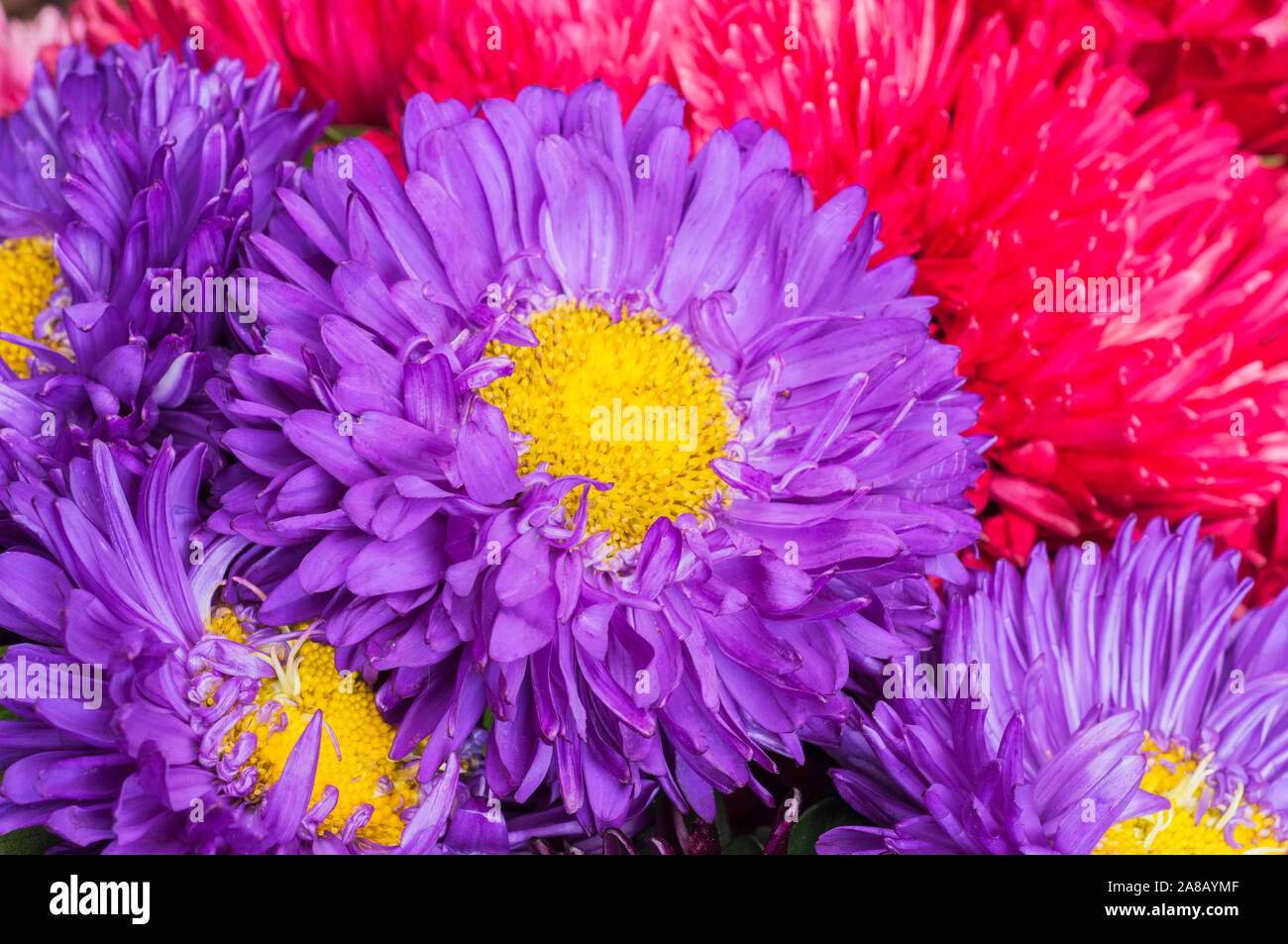 Close up of Aster flower head Lavender Matsumoto series  A variety of the semi double type.  An annual that is ideal as a cut flower. Stock Photo