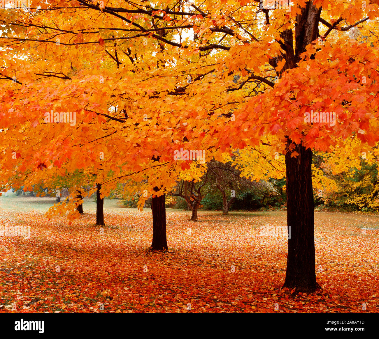 USA, New York State, Erie County, Chestnut Ridge Country Park, Leaves of maple tree on the ground Stock Photo