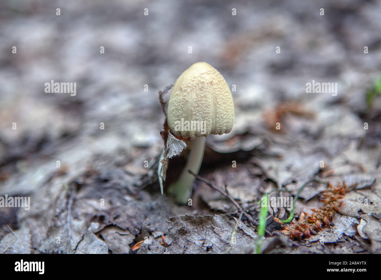 Mushrooms growing in garden soil hires stock photography and images