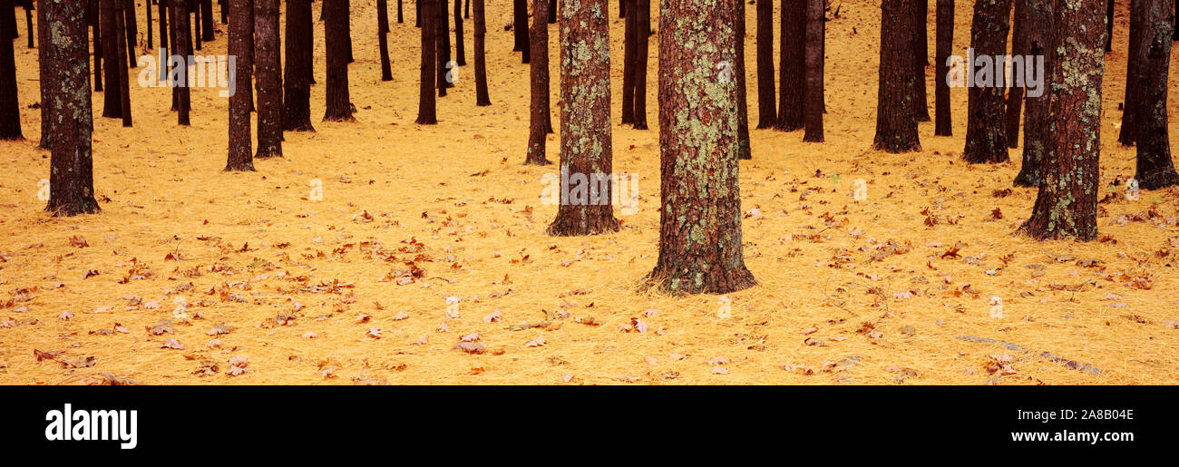 Cape cod nature oak trees hires stock photography and images Alamy