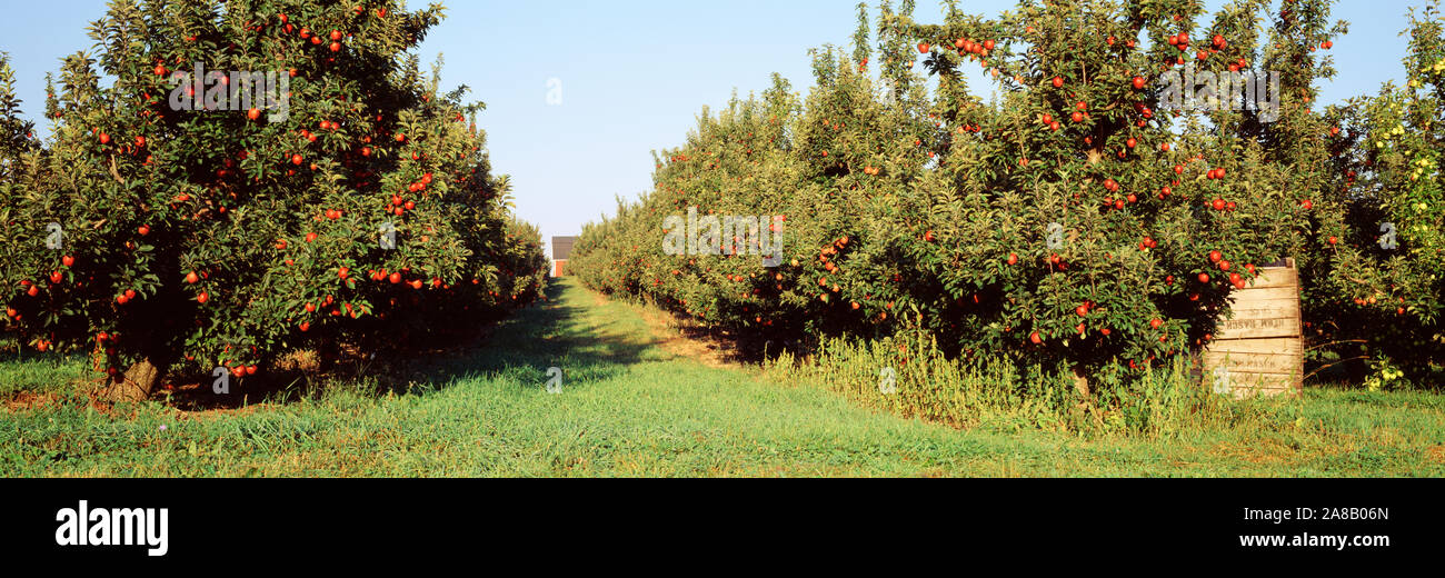 Apple Trees In An Orchard, Kent County, Michigan, USA Stock Photo