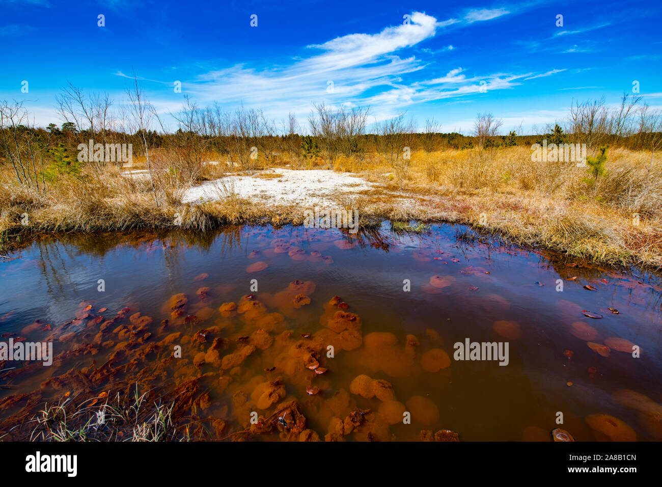 Pine Barrens in spring, PInelands National Preserve, New Jersey Stock Photo Alamy