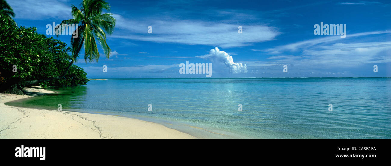 Palm Tree On A Coast, French Polynesia Stock Photo