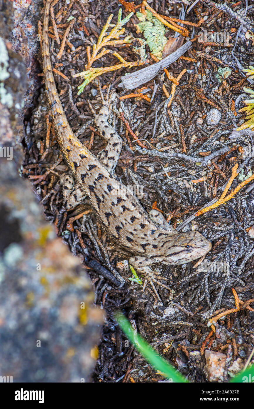 Plateau Lizard (Sceloporus undulatus) resting on pine needles, Gateway Mesa Open Space Park, Castle Rock Colorado US. Stock Photo