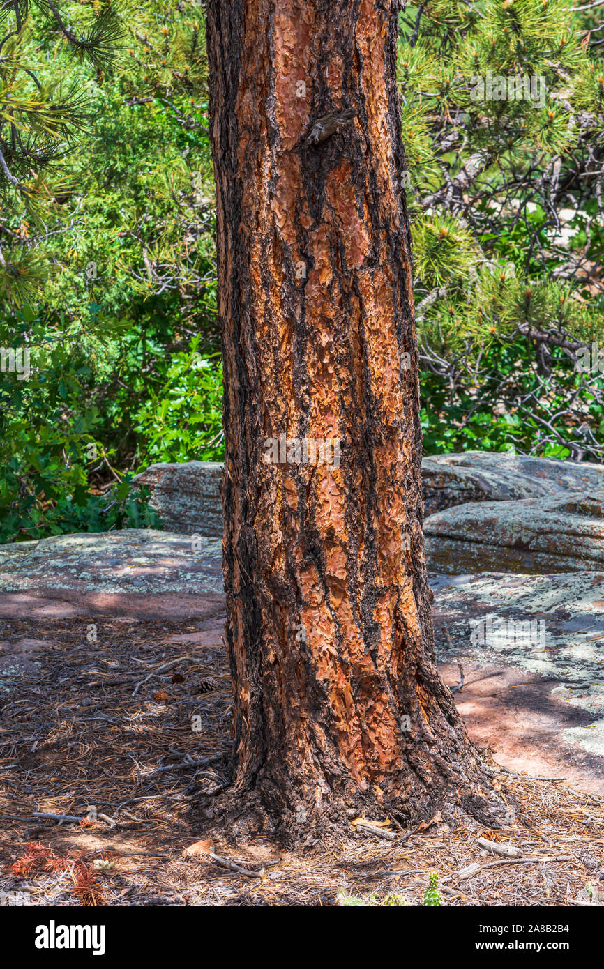 Detail of Ponderosa Pine tree bark showing needles (above), Gateway Mesa Open Space Park, Castle Rock Colorado US. Photo taken in June Stock Photo