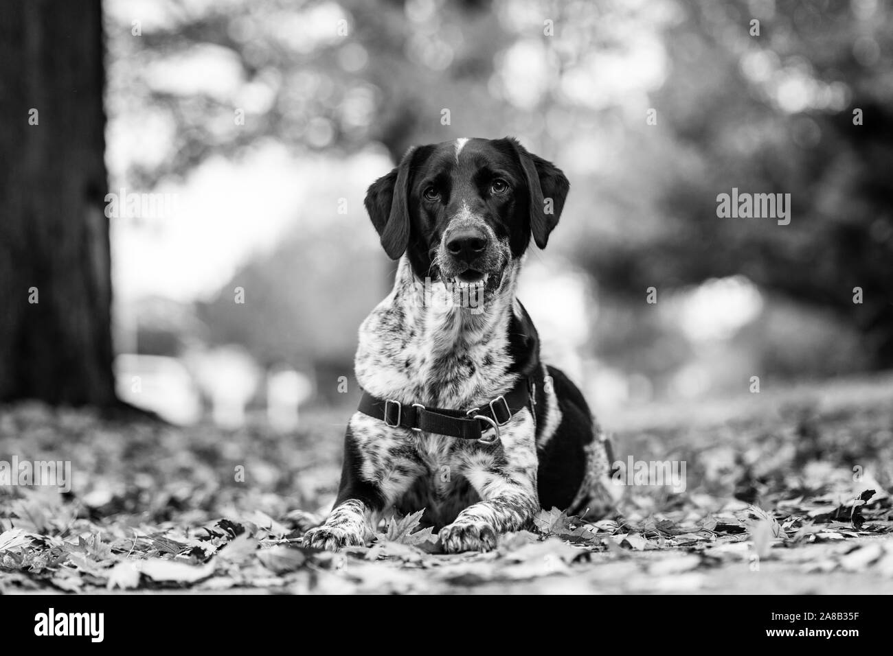 Black and white dog laying in autumn leaves with its mouth open. Black and white. Stock Photo