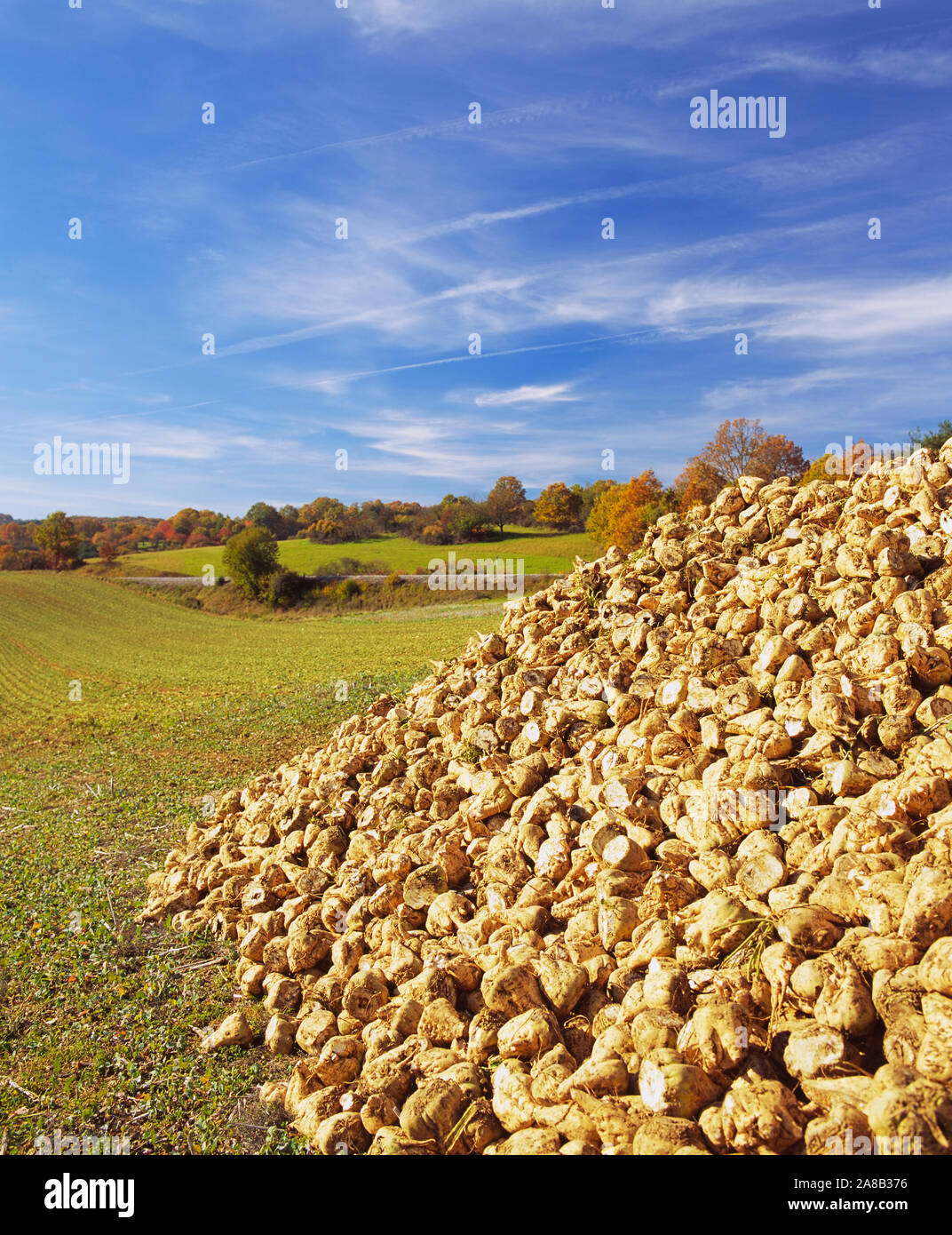 Heap of sugar beets in a field, Germany Stock Photo