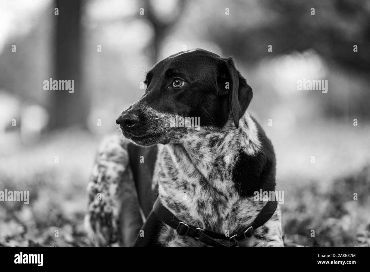 Black and white dog laying in autumn leaves with its mouth open. Black and white. Stock Photo