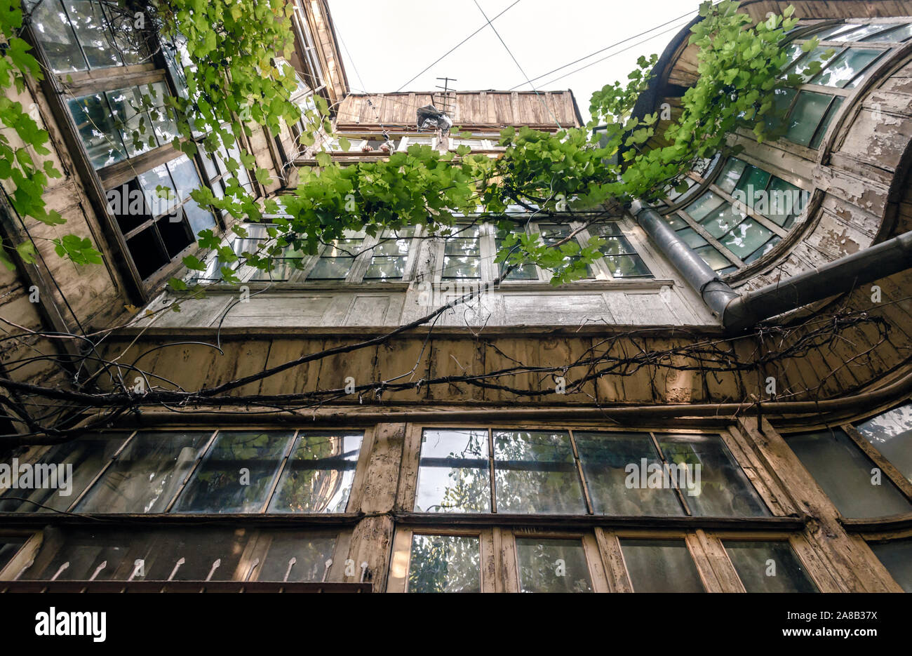windows of old tall house with vine and grape leaves in Tbilisi Georgia Stock Photo