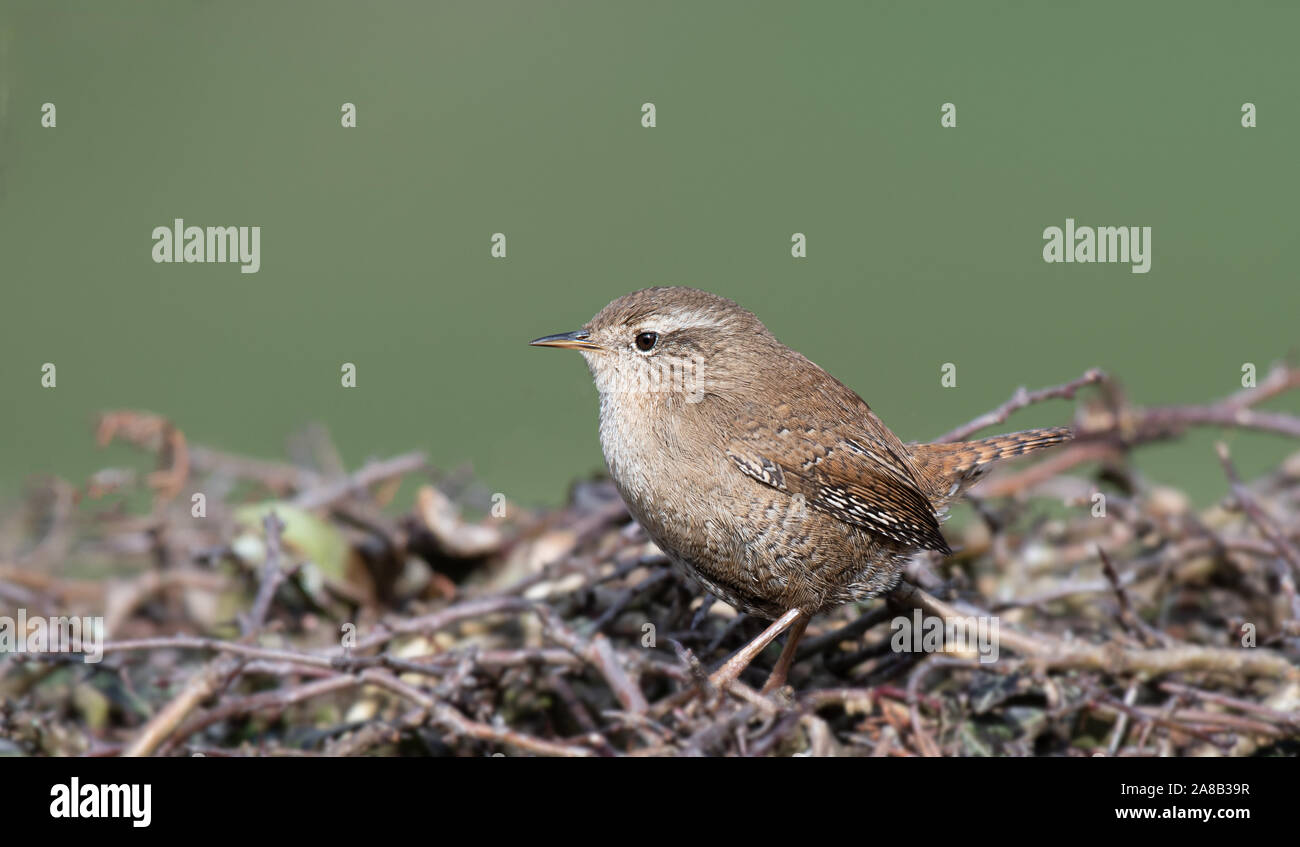 A close up portrait of a wren Troglodytidae. It is a side view as the bird is perched on the top of a hedge looking left into copy space. Stock Photo