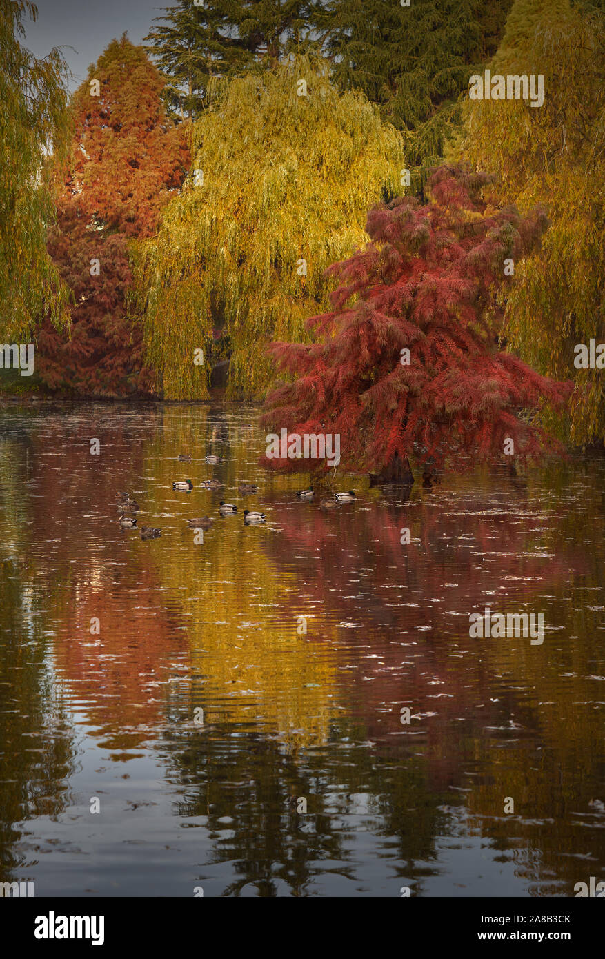 Autumn tree colors hi-res stock photography and images - Alamy