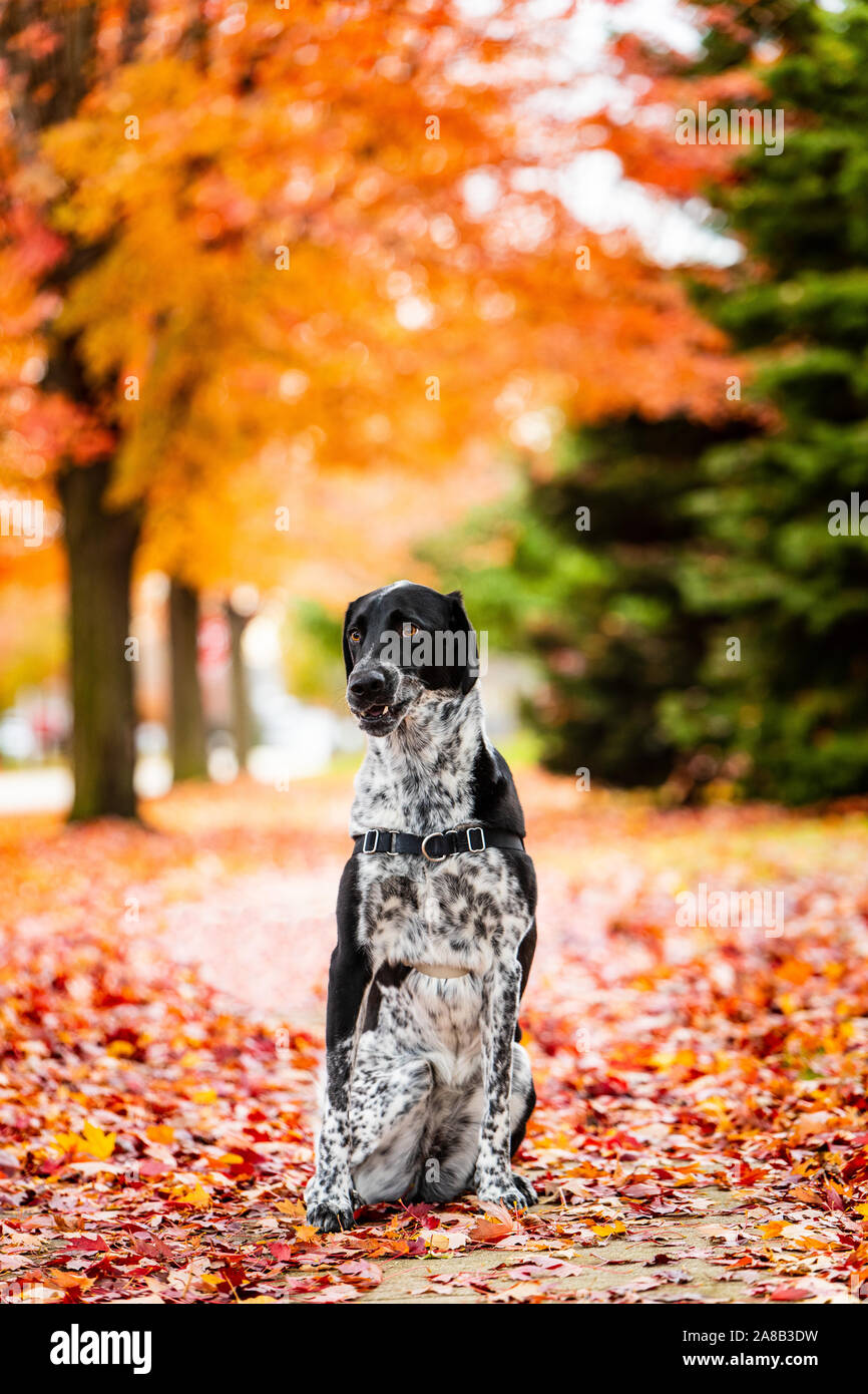adorable, animal, autumn, background, beautiful, beauty, black, breed, canine, cheerful, colorful, cute, dog, fall, friend, friendly, fun, funny, gold Stock Photo