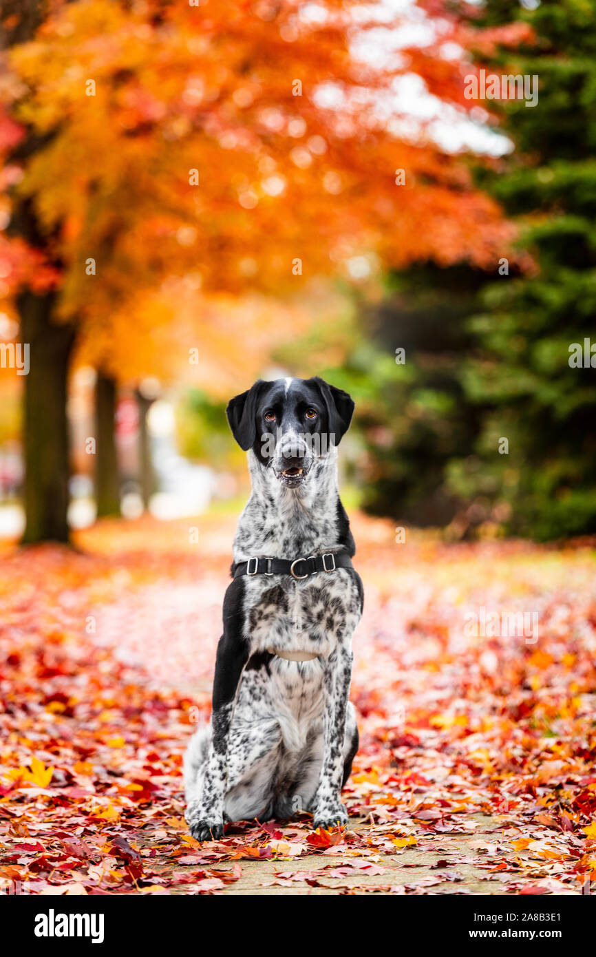 adorable, animal, autumn, background, beautiful, beauty, black, breed, canine, cheerful, colorful, cute, dog, fall, friend, friendly, fun, funny, gold Stock Photo