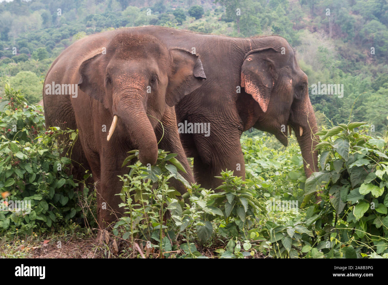 Happy Asian elephant at an ethical elephant sanctuary in northern Thailand Stock Photo