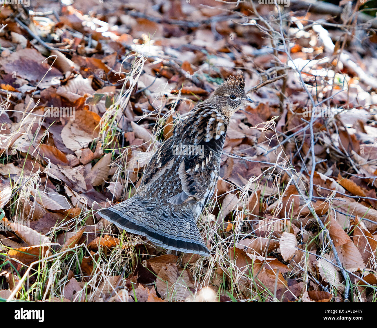 A Ruffed Grouse, Bonasa umbellus, walking through fallen leaves and dead grasses on the forest floor in the Adirondack Mountains, NY USA Stock Photo