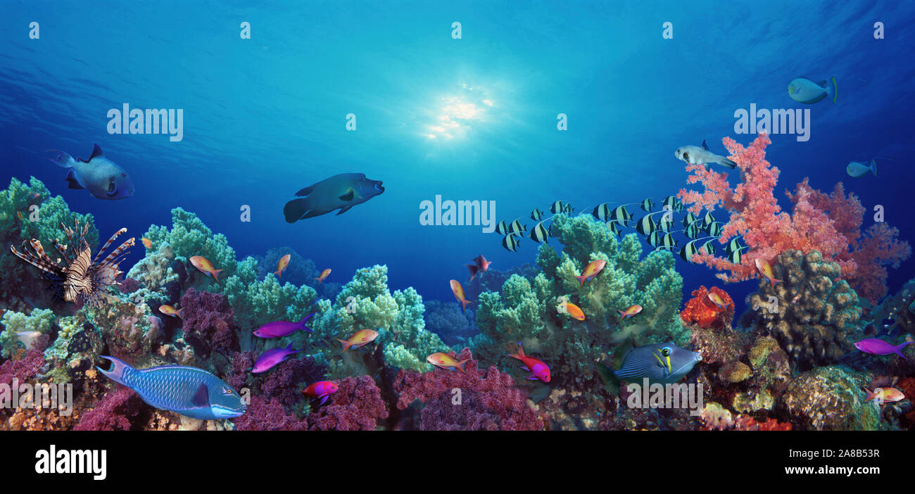 School of fish swimming near a reef, Indo-Pacific Ocean Stock Photo