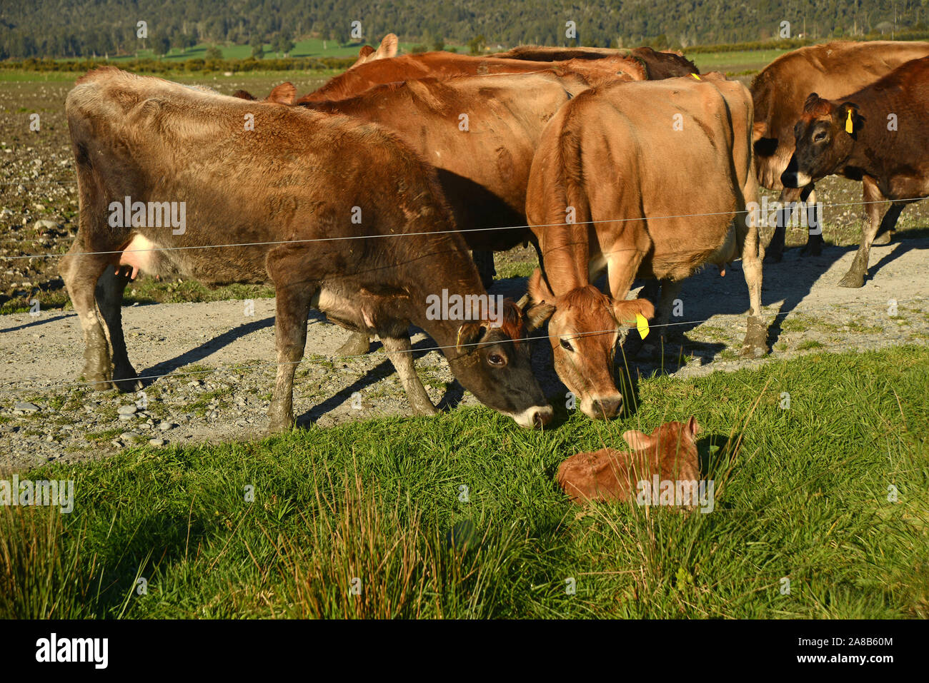 Two Jersey cows show an interest in a newly-born calf just outside the wire on their farm on the West Coast of New Zealand. Stock Photo