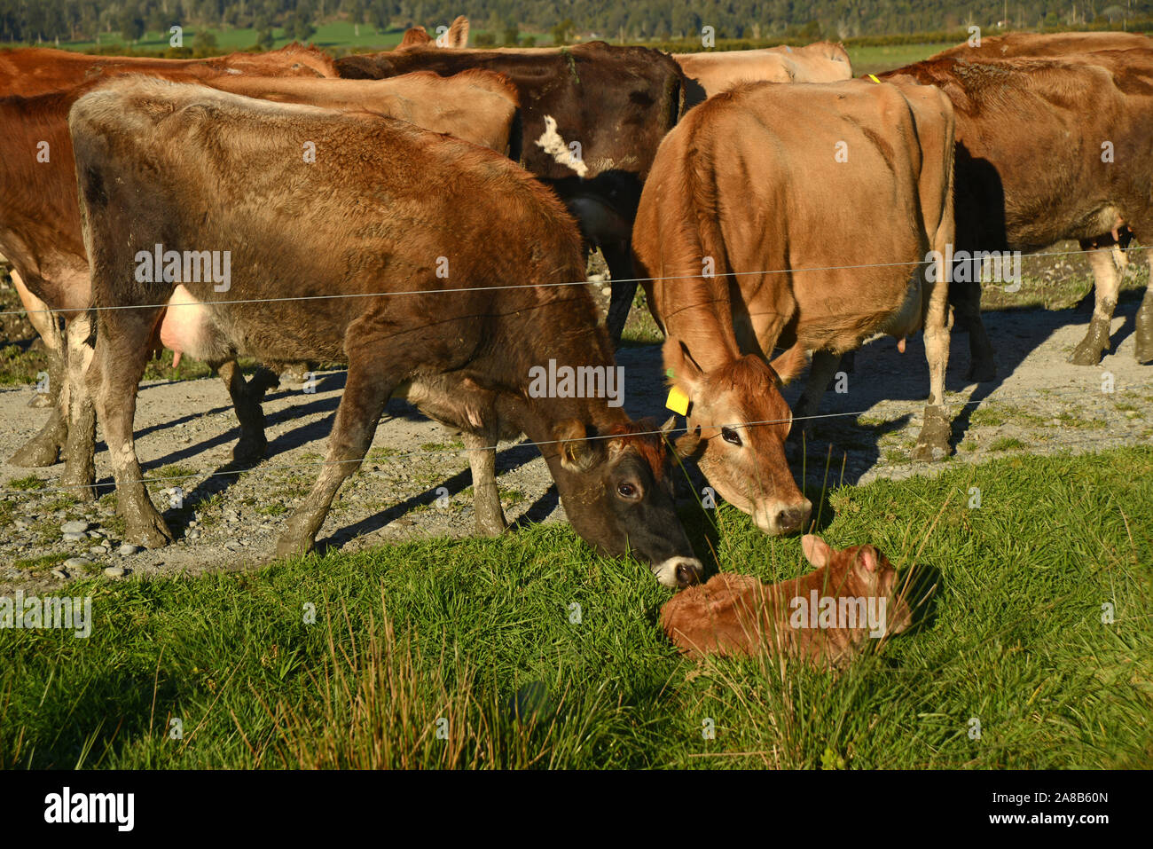 Two Jersey cows show an interest in a newly-born calf just outside the wire on their farm on the West Coast of New Zealand. Stock Photo