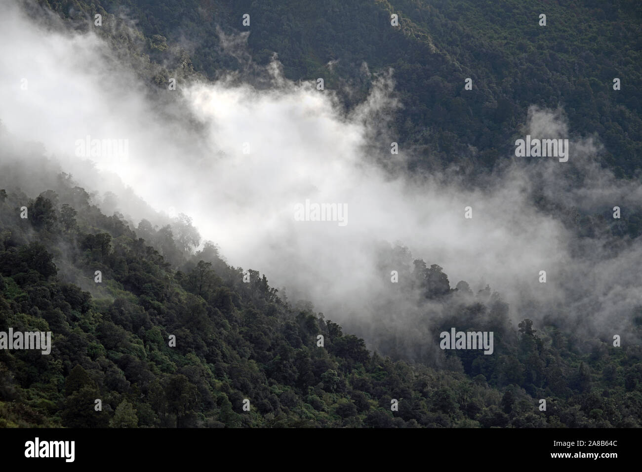 Mist trees new zealand hi-res stock photography and images - Alamy