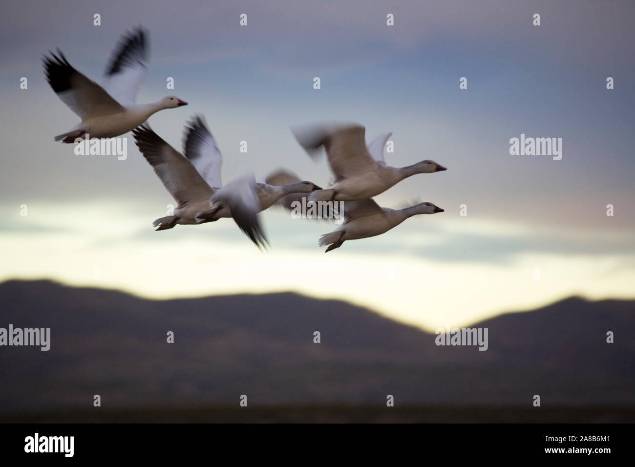 Flock of snow geese in flight, USA Stock Photo