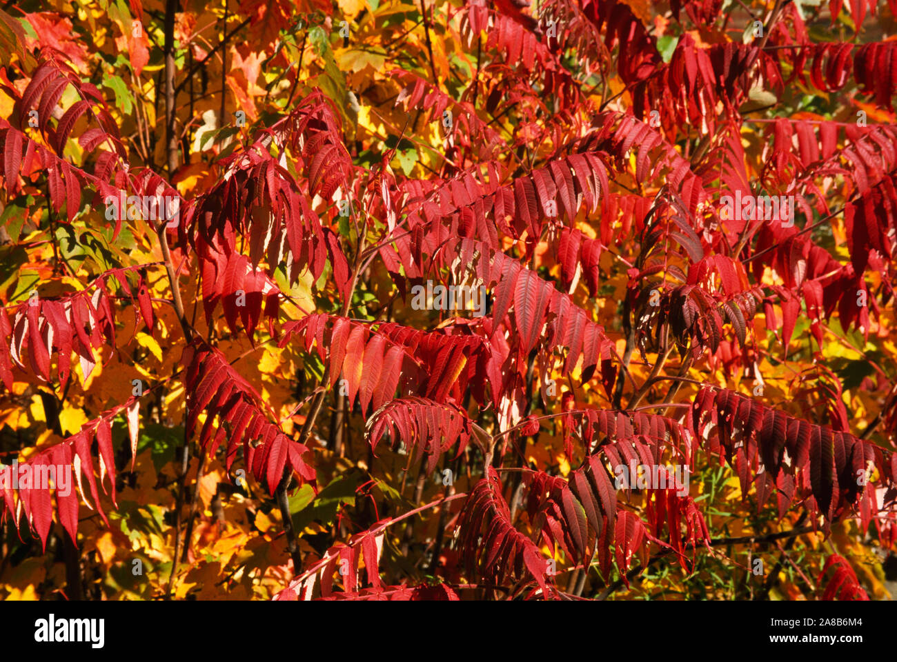 Poison sumac hires stock photography and images Alamy