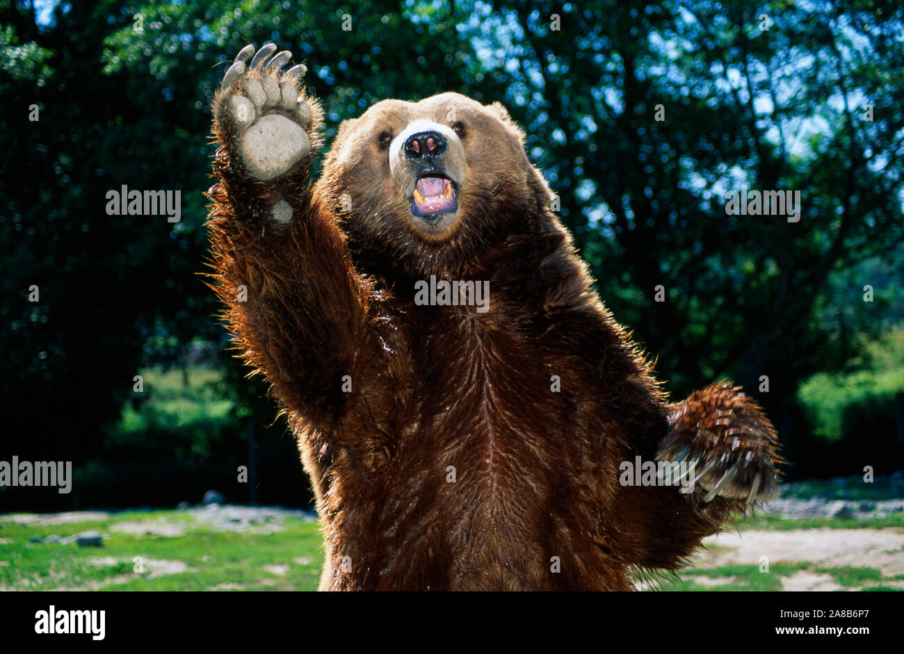 Portrait of grizzly bear standing on hind legs Stock Photo - Alamy