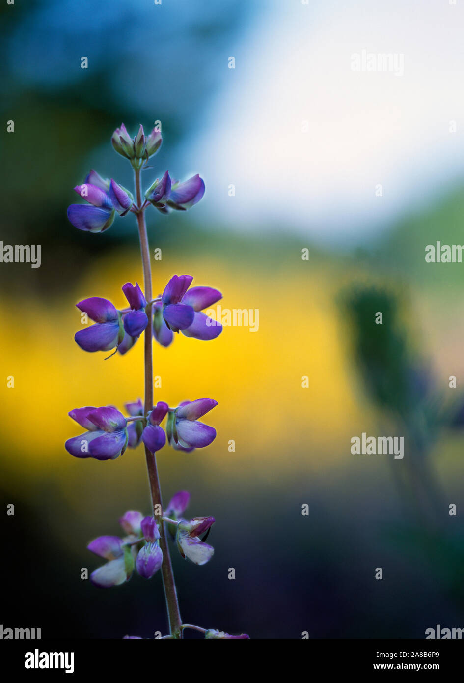 Close-up shot of purple lupine flower Stock Photo