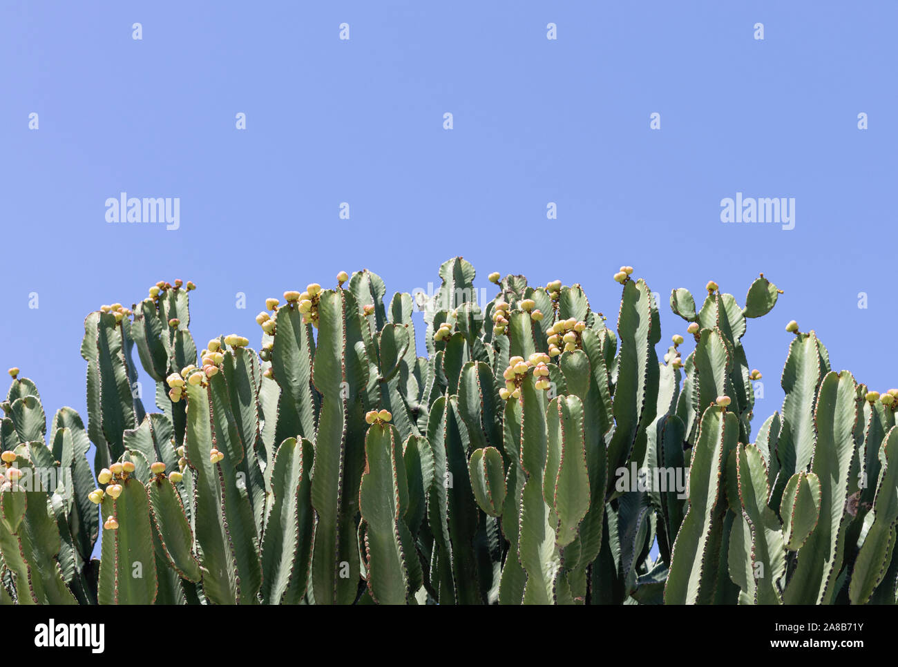 Large candelabra tree (Euphorbia candelabrum) cactus with yellow flower buds and a blue sky background Stock Photo
