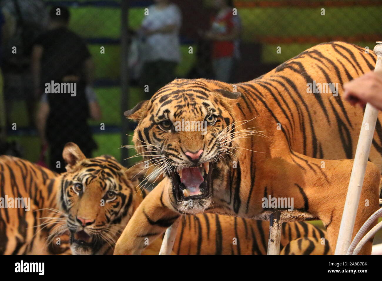 Majestic Tiger Stock Photo