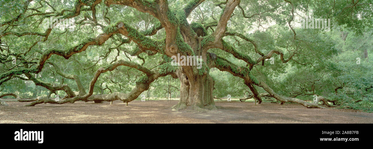 Angel Oak tree in a park, James Island, Charleston, Charleston County, South Carolina, USA Stock Photo