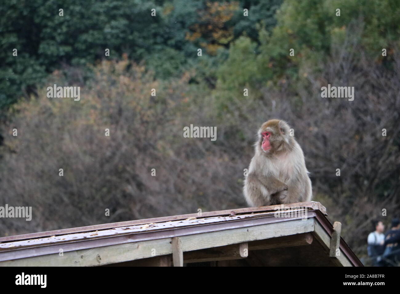 Beautiful macaque hi-res stock photography and images - Alamy