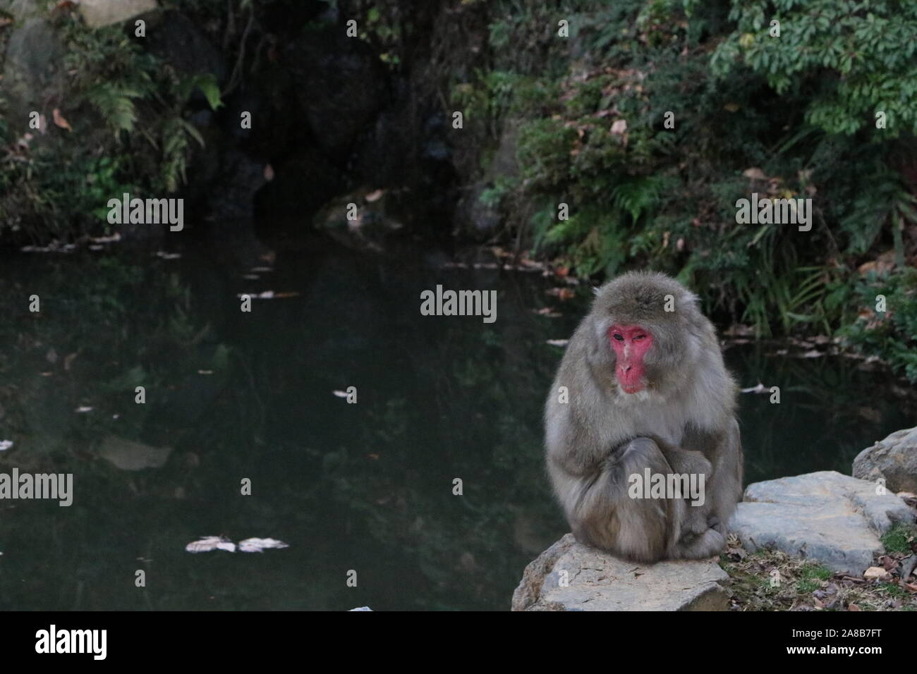 Beautiful macaque hi-res stock photography and images - Alamy