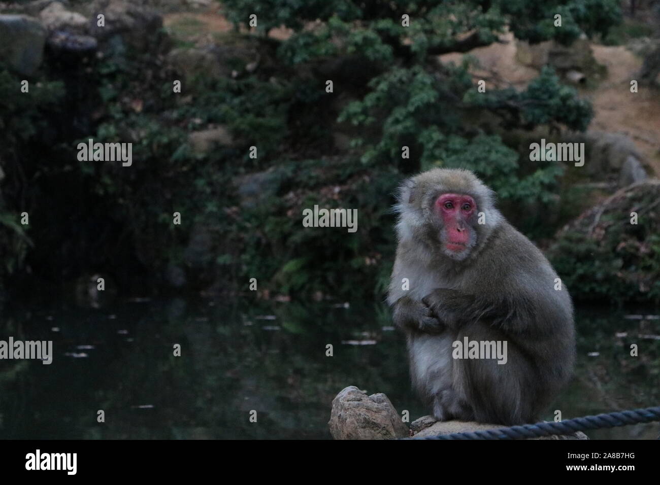 Japanese Macaque Stock Photo