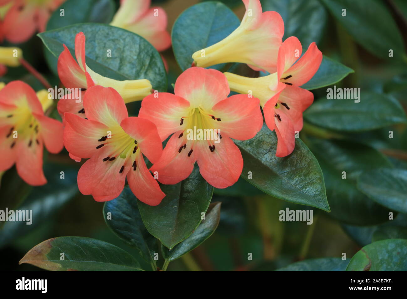 Pink Blossoms Up Close Stock Photo