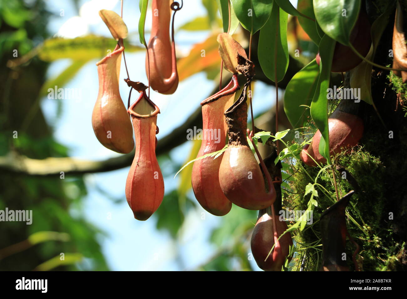 Close up carnivorous pitcher hi-res stock photography and images - Alamy