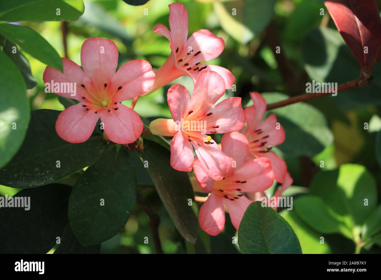 Pink Blossoms Up Close Stock Photo