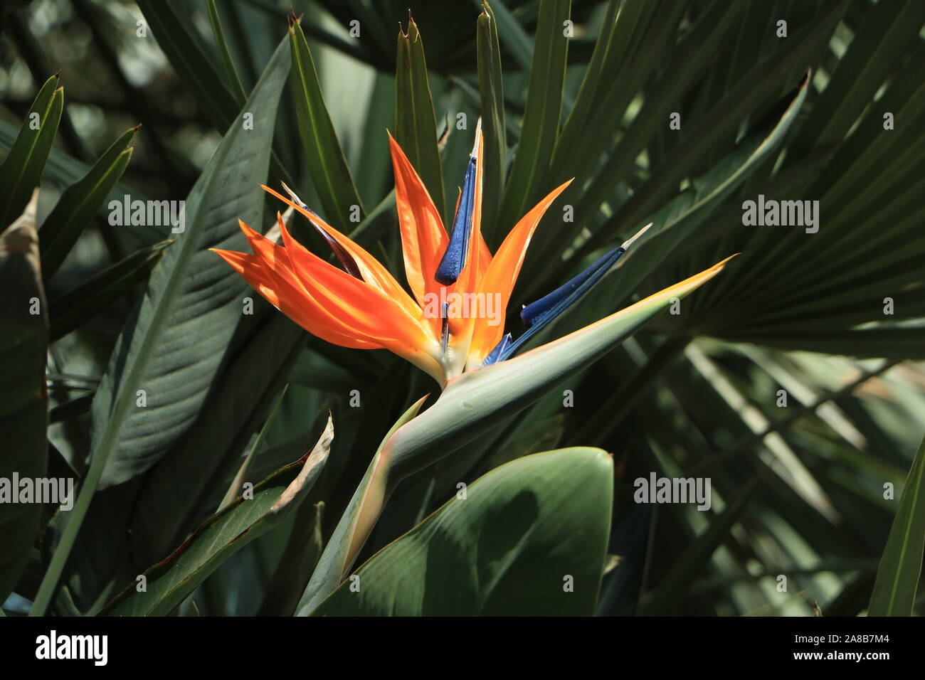 Orange and Blue Bird of Paradise Flower Stock Photo