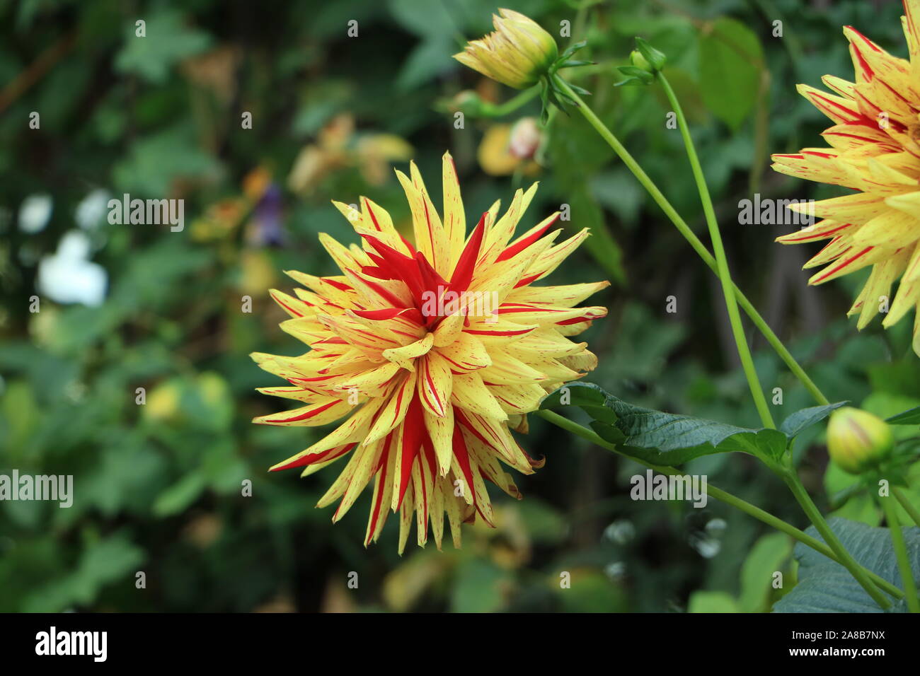 Red and Yellow Dahlia Blossom Stock Photo