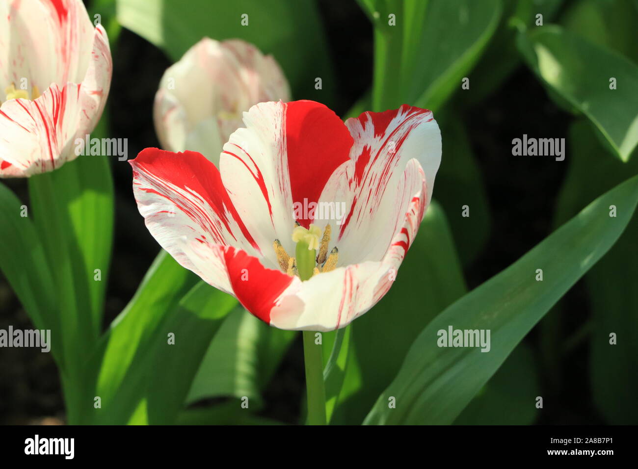 Red and White Tulip Stock Photo Alamy