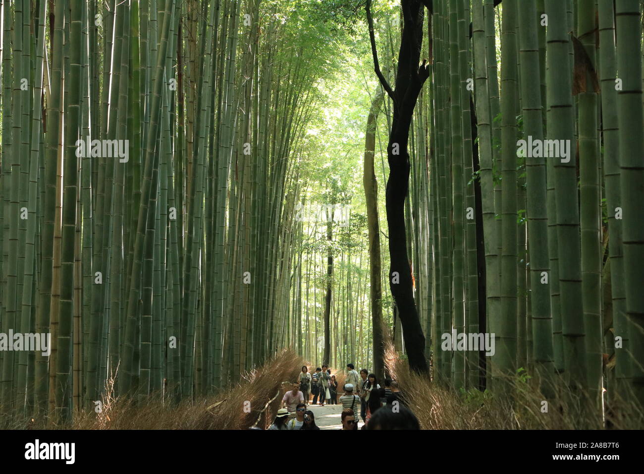Arashiyama Bamboo Grove Stock Photo