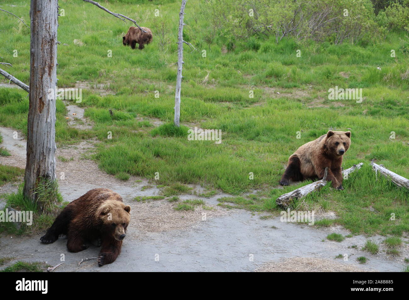 Bears at Alaska Wildlife Conservation Center Stock Photo