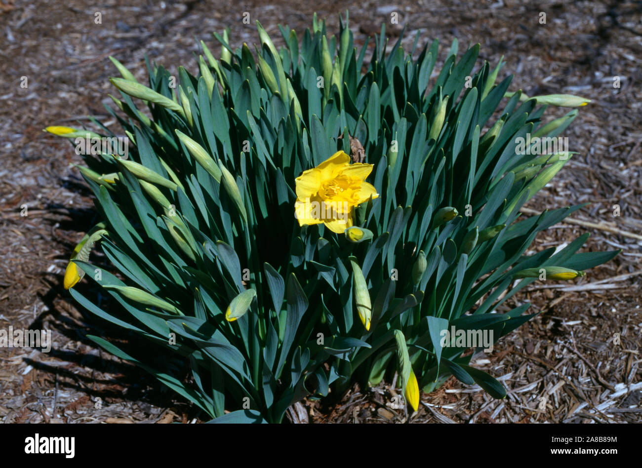 Narcissus or daffodil flower blooming and buds Stock Photo