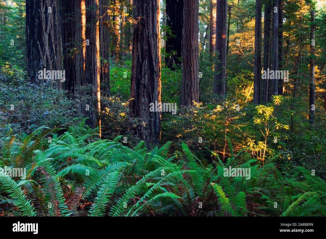 Ferns growing among redwood trees in forest, Redwood National Park, California, USA Stock Photo