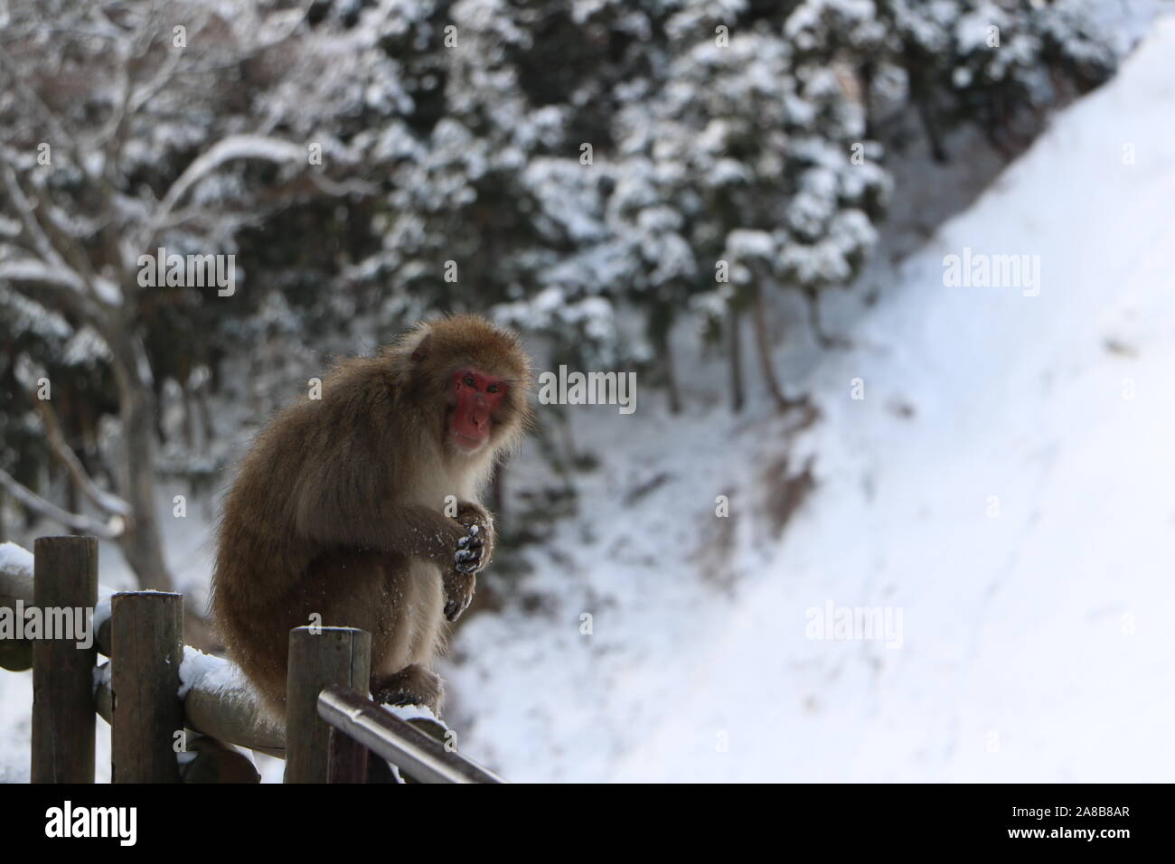 Jigokudani Monkey Park Stock Photo