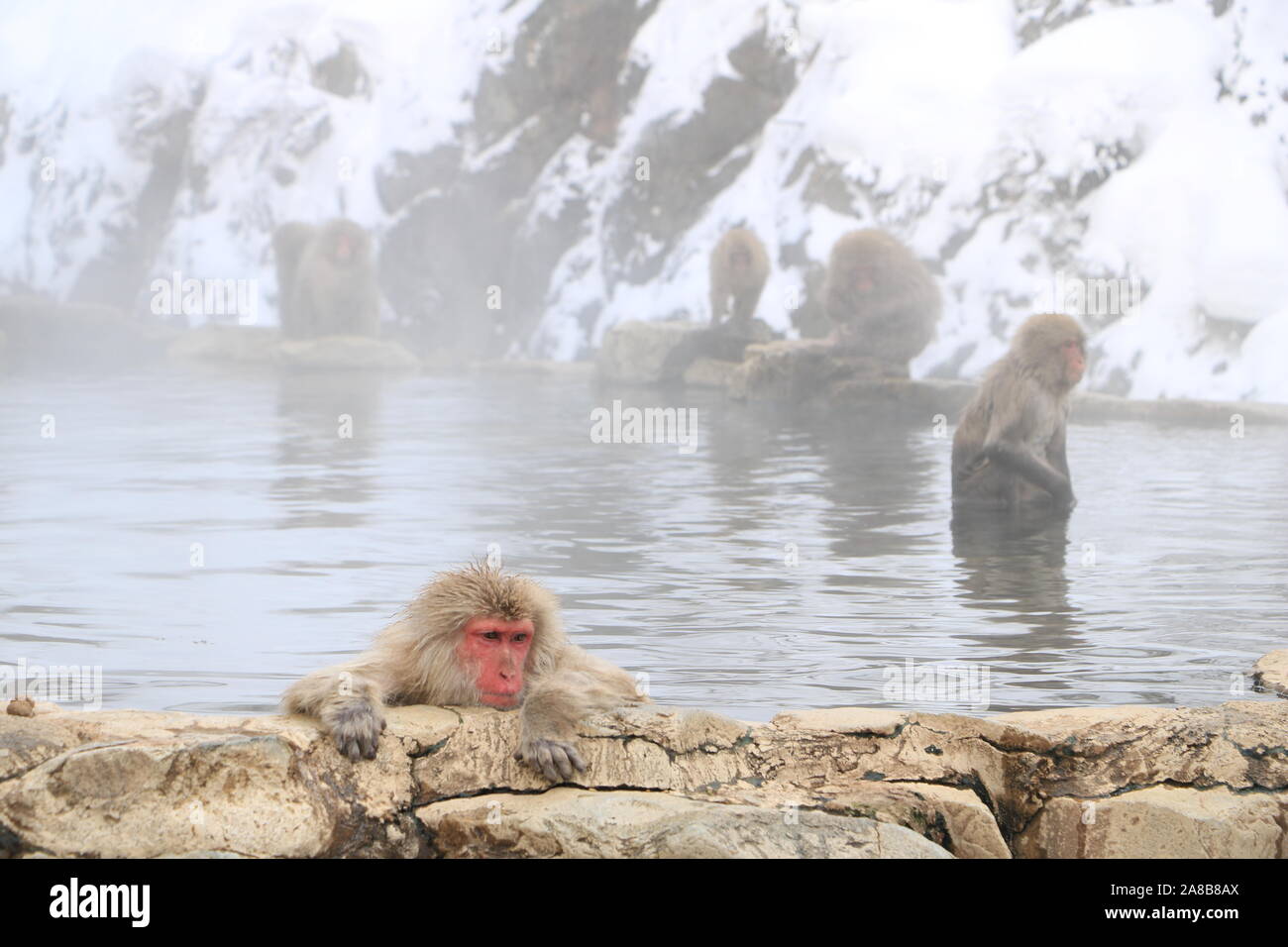 Jigokudani Monkey Park Stock Photo