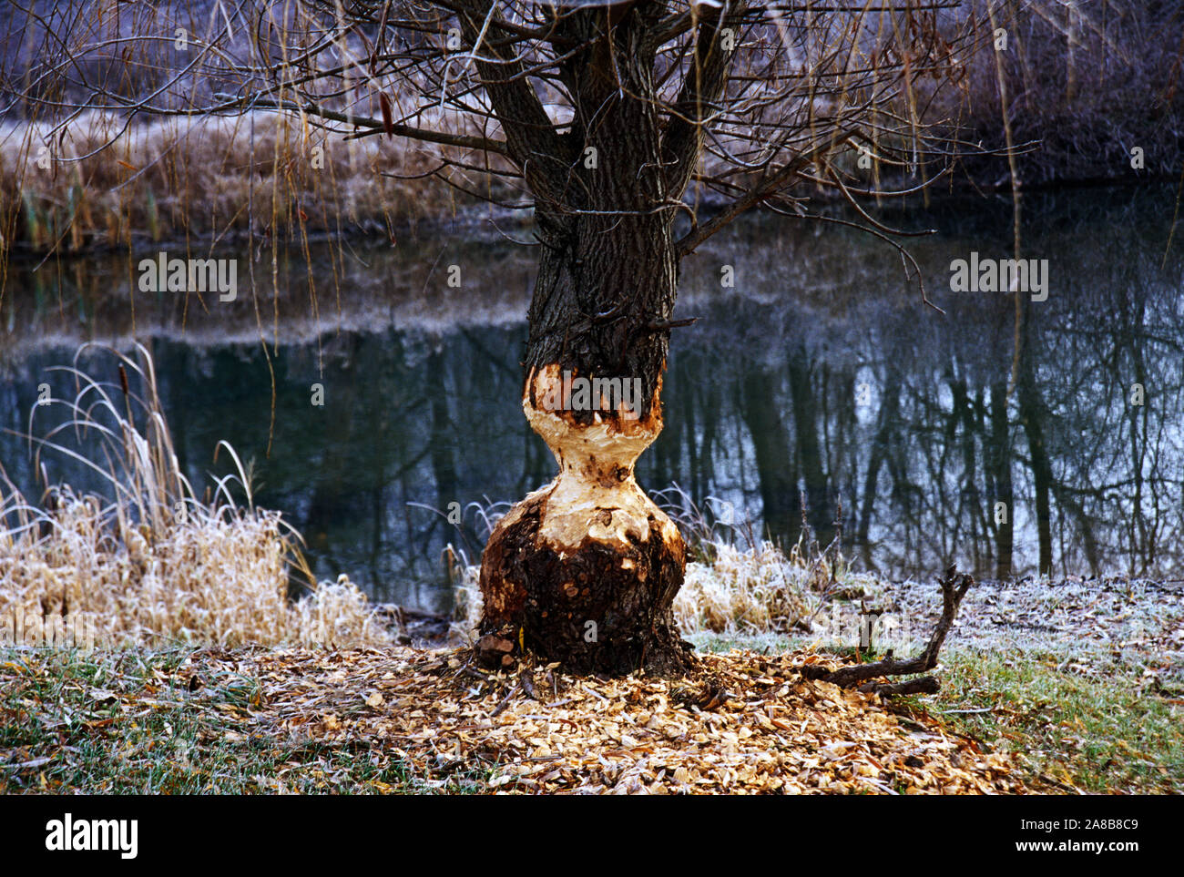 Beaver cuttings on willow tree on riverbank Stock Photo