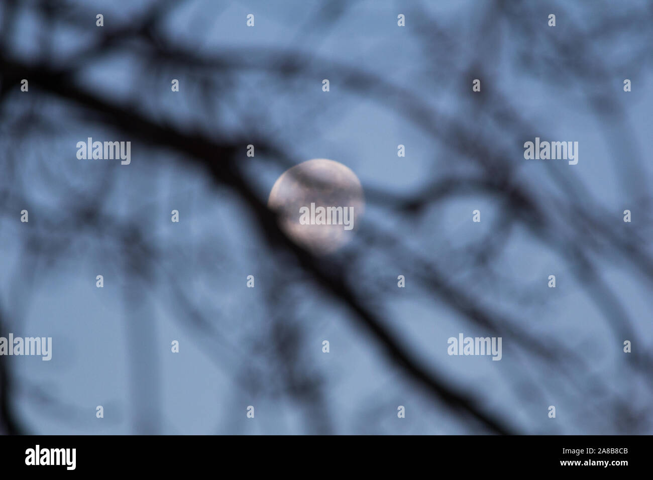 Moon behind tree branches hi-res stock photography and images - Alamy